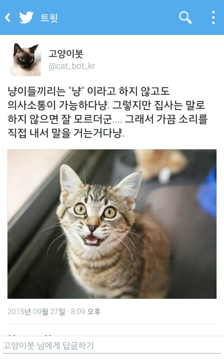 고양이들 끼리는 소리를 내지 않아도 의사소통이 가능하다고 합니다 | 인스티즈