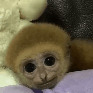 새끼 원숭이.gif | 인스티즈