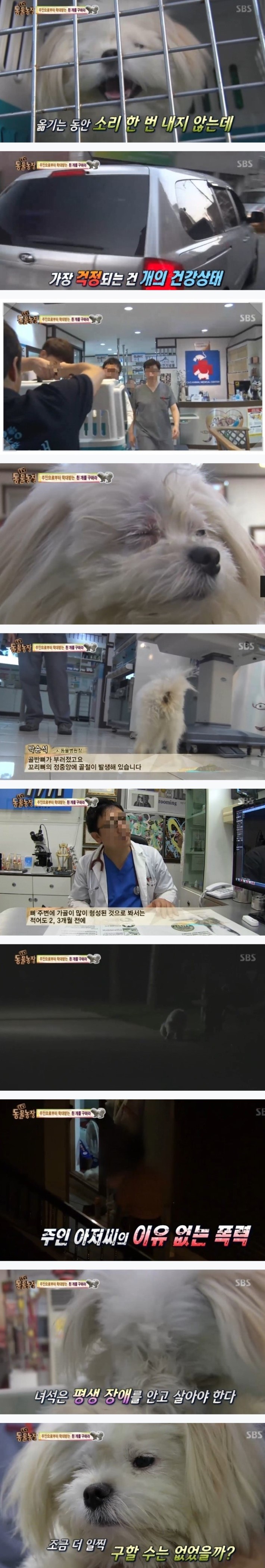 이유없는 강아지 학대 | 인스티즈