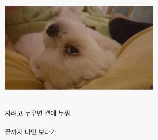 댕댕이 키우면 생기는일 | 인스티즈