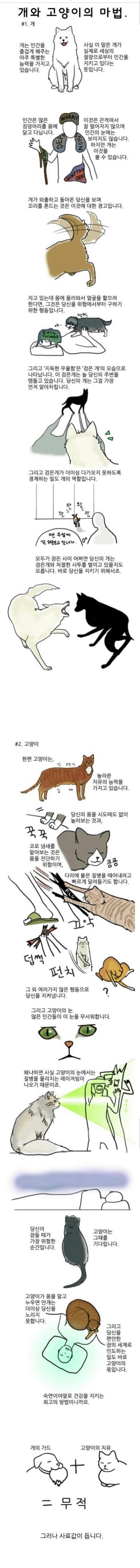 개와 고양이의 마법 | 인스티즈