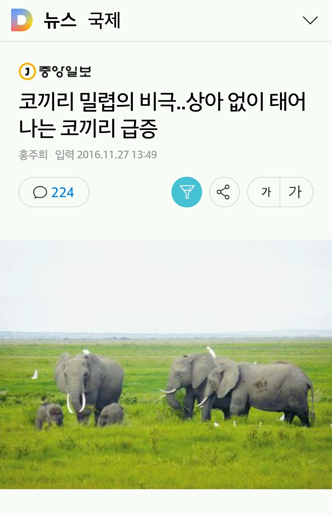 코끼리 밀렵의 비극..상아 없이 태어나는 코끼리 급증 | 인스티즈