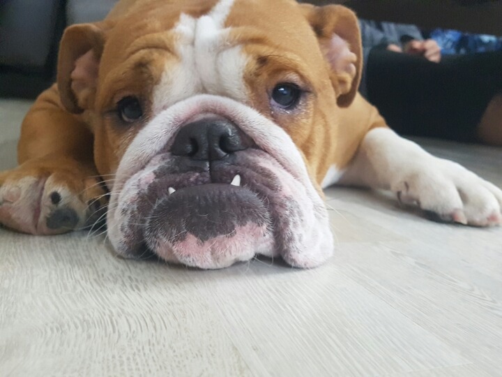 오룡 이미지