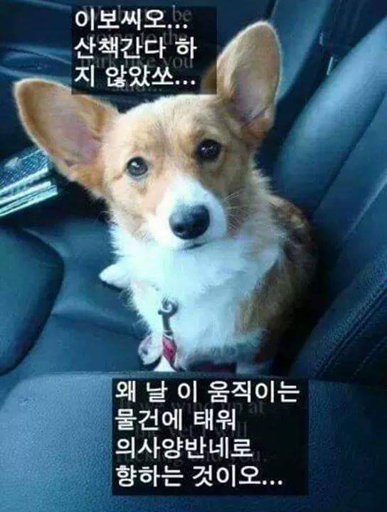 강아지를 키우는 이유 | 인스티즈
