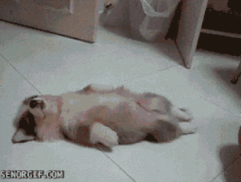 짧은 다리가 매력적인 웰시코기.gif | 인스티즈