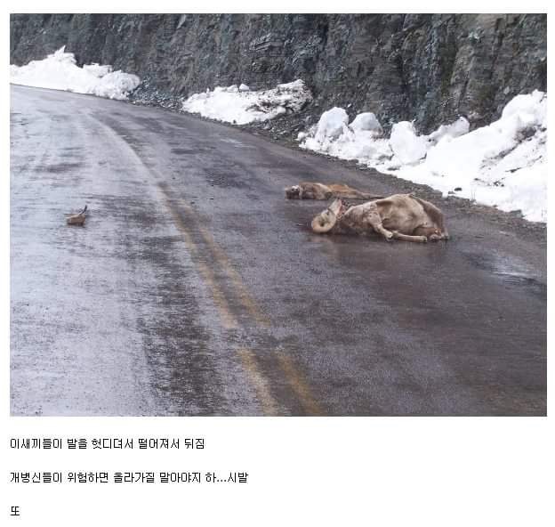 바보 같은 동물 | 인스티즈
