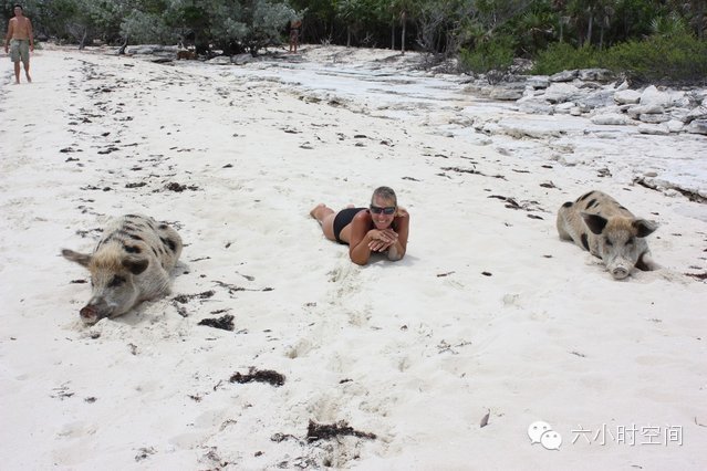 세상에서 제일 행복한 돼지들 | 인스티즈