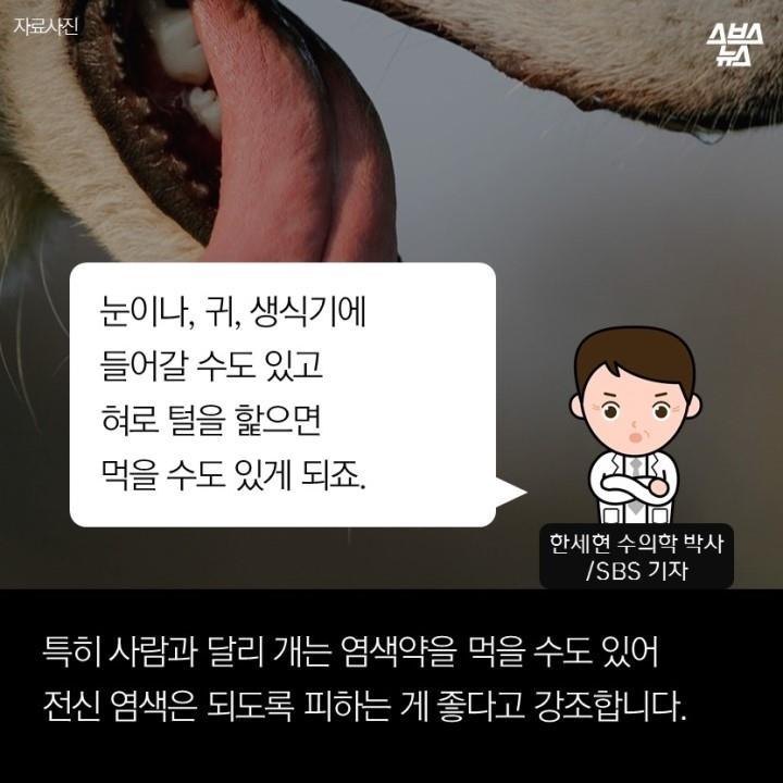 강아지가 도화지야? | 인스티즈