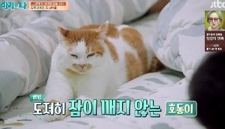 [마리와나] 뚱보냥 호동이 다이어트 시키기 (feat.먼지) | 인스티즈