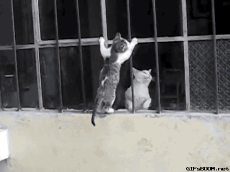 아깽이 데리고 가는 엄마 고양이.gif | 인스티즈