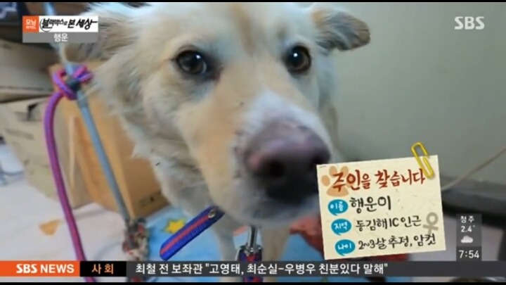 기적적인 강아지 로드킬 | 인스티즈