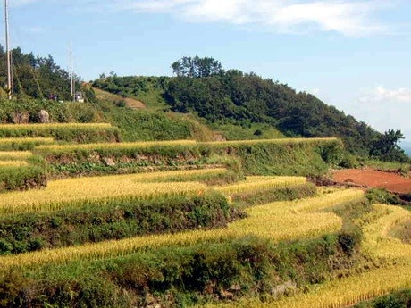 상수리나무 이미지