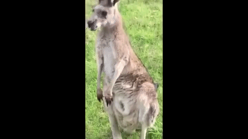 주머니 속에 들어가는 캥거루.gif | 인스티즈