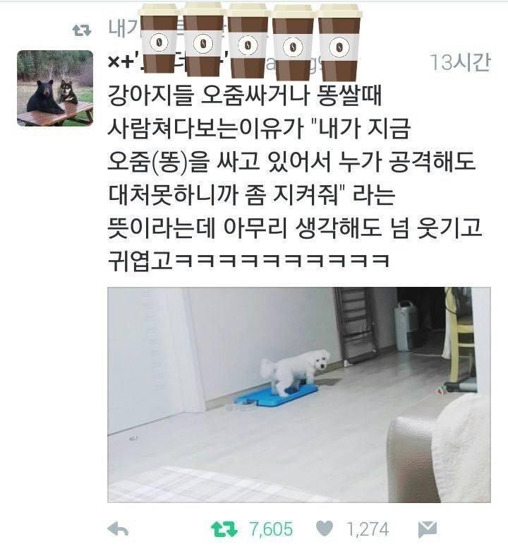 강아지가 볼일볼때 쳐다보는 이유 | 인스티즈