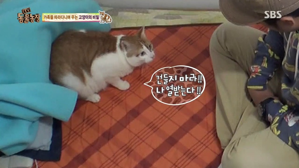 [동물농장] 존트 할말 다 하고 사는 수다쟁이 고양이 쪼롱이ㅋㅋㅋㅋ.jpg | 인스티즈