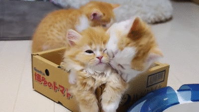 고양이 박스.gif | 인스티즈