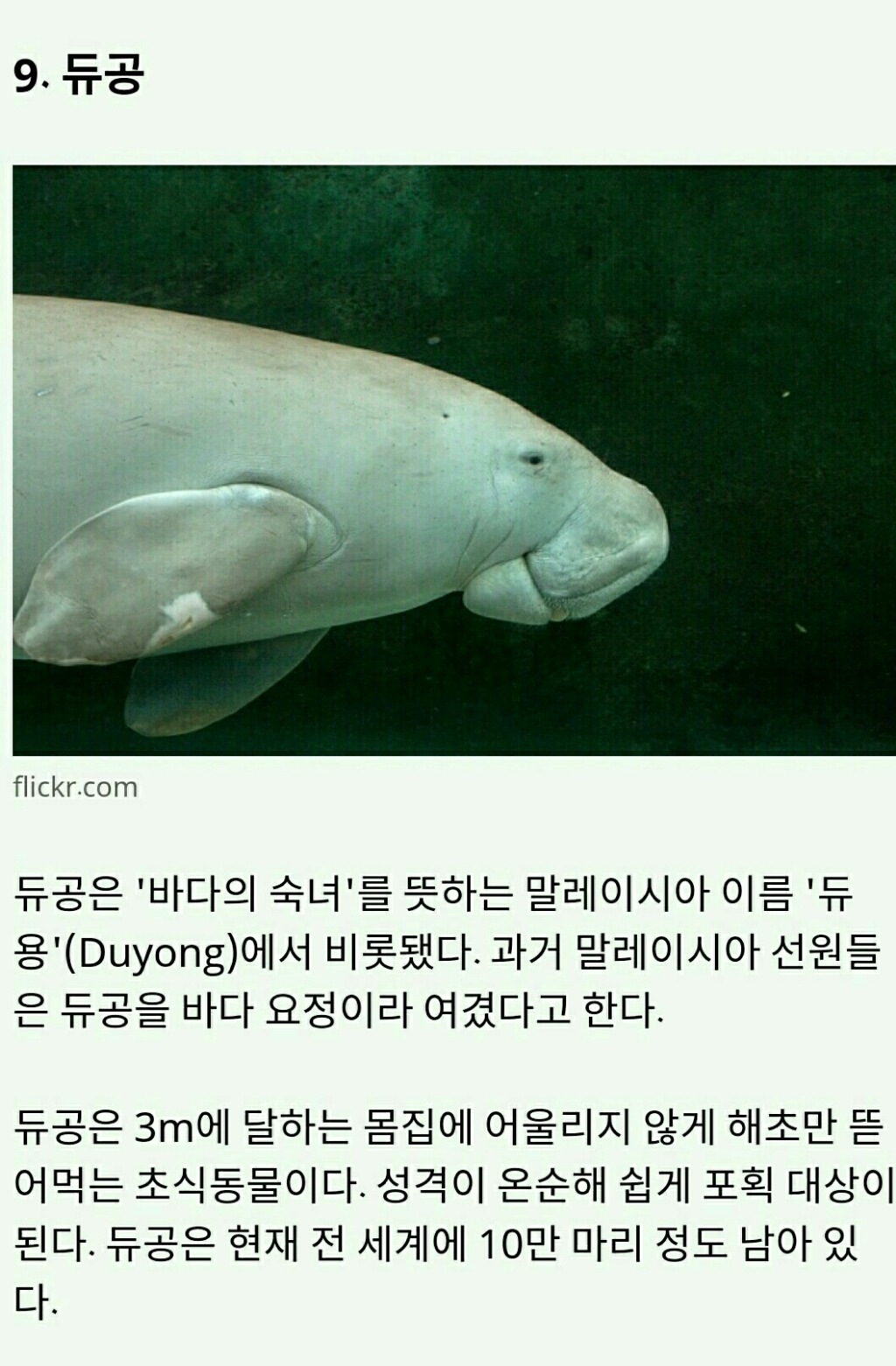멸종위기에 놓인 귀여운 동물 10가지 | 인스티즈