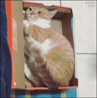 간단한 고양이 포획틀 | 인스티즈
