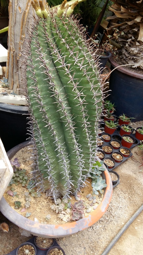 유진토기 이미지