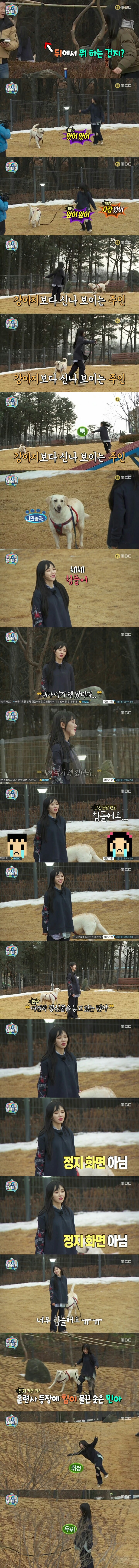 개가 산책시키는 아이돌 | 인스티즈