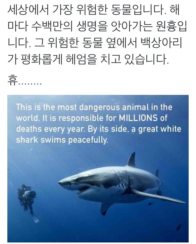 세상에서 가장 위험한 동물 | 인스티즈