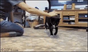 데굴데굴 냥이.GIF | 인스티즈