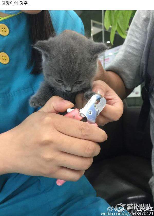 강아지 고양이 자세 | 인스티즈