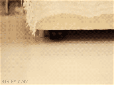 고장난 고양이 모음.gif(데이터주의) | 인스티즈