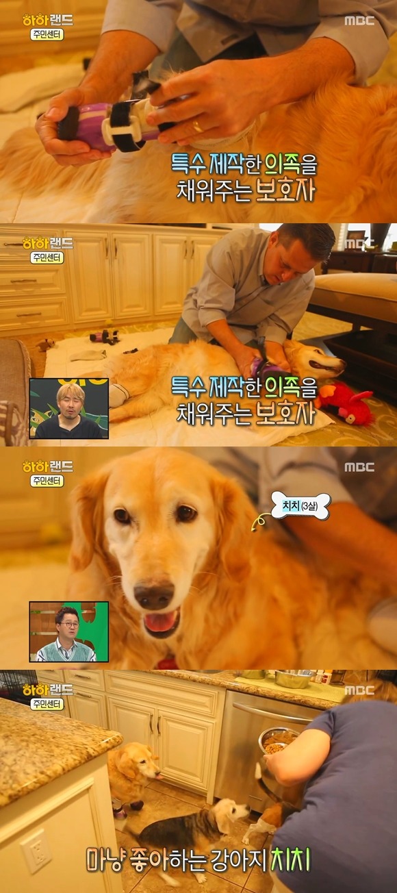 [사진/움짤多] 동물 학대의 현실 & 네 다리가 없는 치치 이야기 | 인스티즈