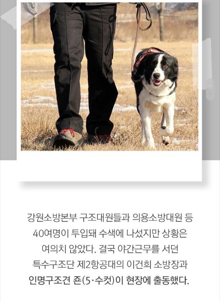 사람들 구조하는 인명구조견 삼총사 | 인스티즈