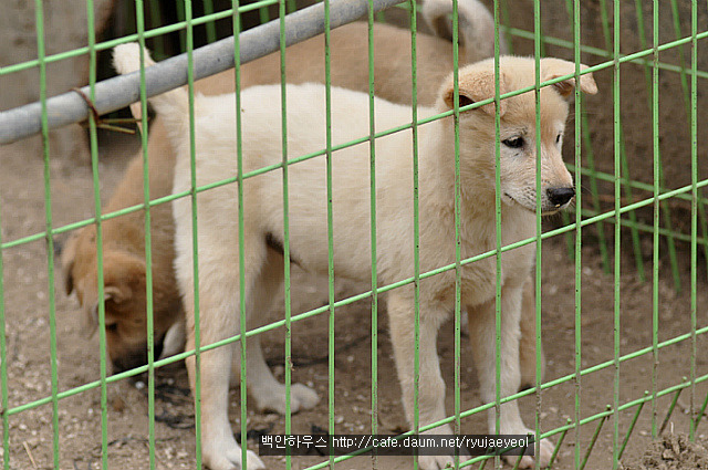 도담이 이미지