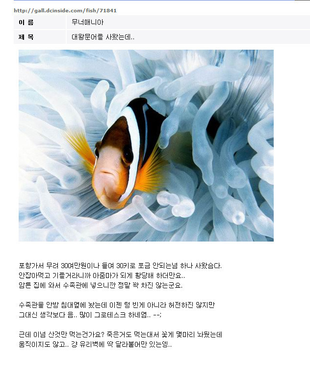 문어가 죽었슴다.. ; .jpg | 인스티즈
