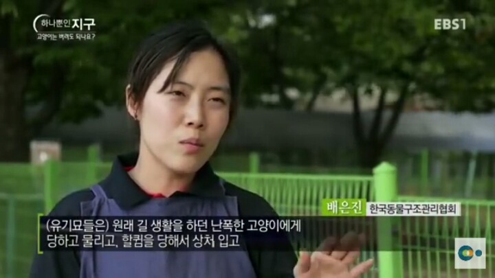 고양이는 버려도 되나요? | 인스티즈