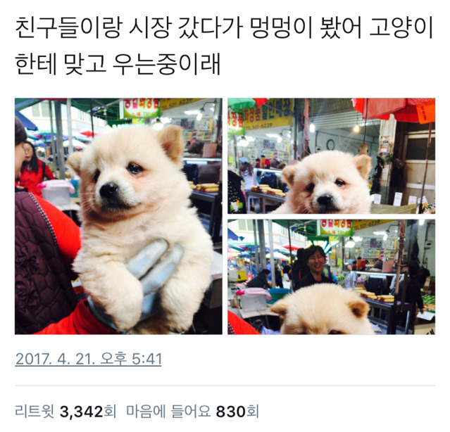 친구들이랑 시장 갔다가 멍멍이 봤어 | 인스티즈