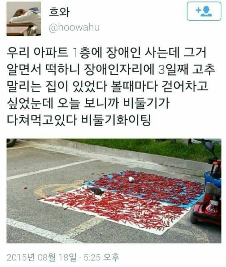 난생 처음으로 비둘기를 응원한다 | 인스티즈