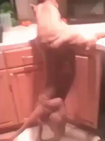 집에서 키우는 흔한 개.gif | 인스티즈