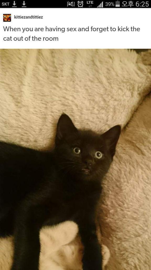 섹스 하는데 고양이 내보내는 걸 깜빡했다 | 인스티즈