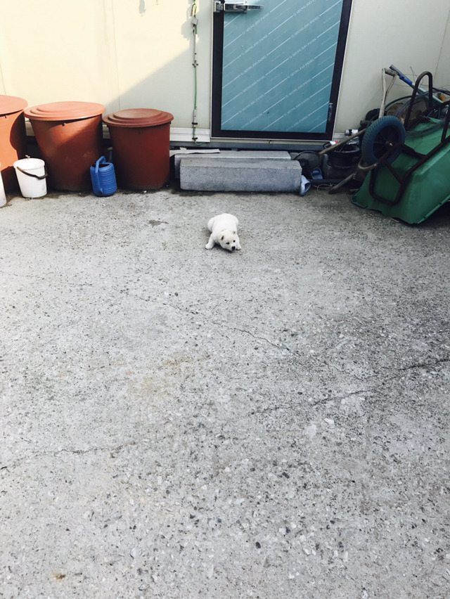 댕댕이 보고가세요 | 인스티즈