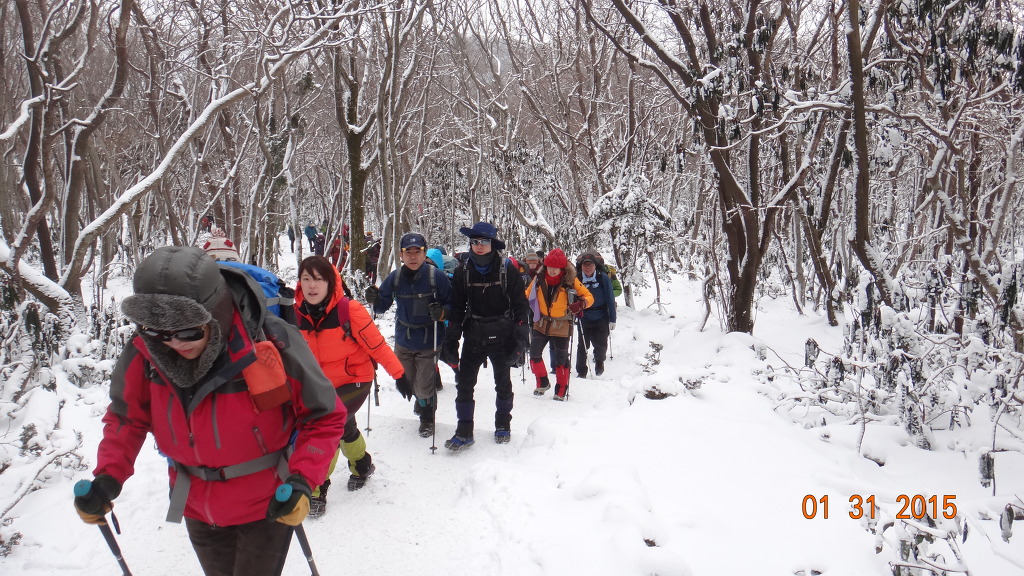 한라산도야지 이미지