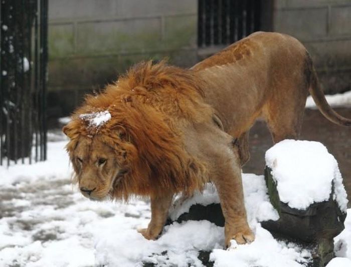 사람들이 던진 눈에 맞는 사자부부 ㅠㅠ | 인스티즈