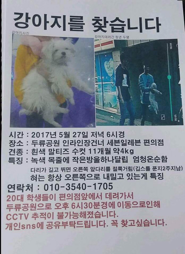 대구에서 남자 2명이 실수로 주인있는 말티즈를 데려갔대! 주인이 애타게 제보바라고있어! | 인스티즈