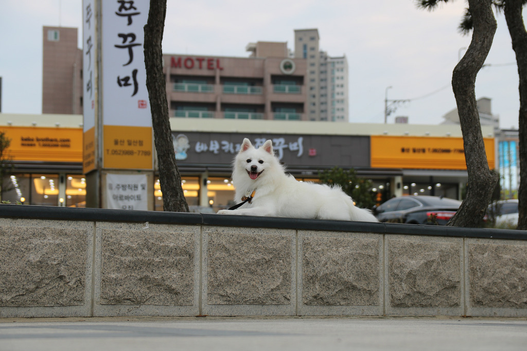 바보형제쭈꾸미 이미지