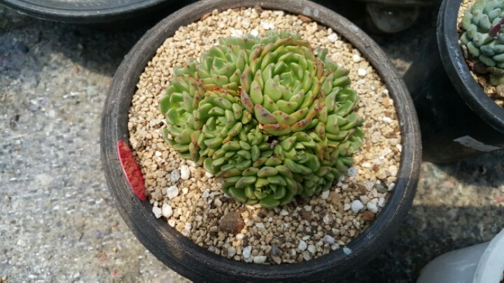 다육이놀이터 이미지