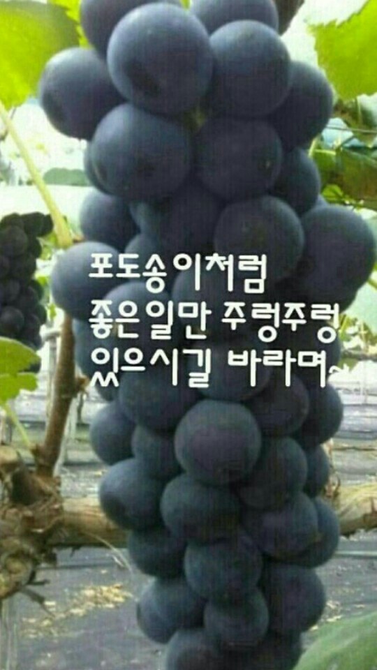 포도송이 이미지