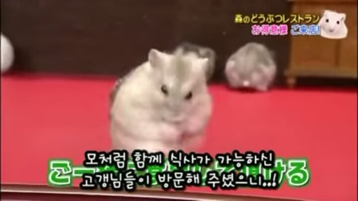 일본의 흔한 햄스터 레스토랑 (아파트 뿌심 주의) | 인스티즈