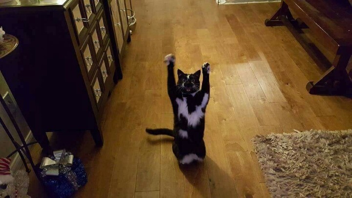 알수없는 고양이 | 인스티즈