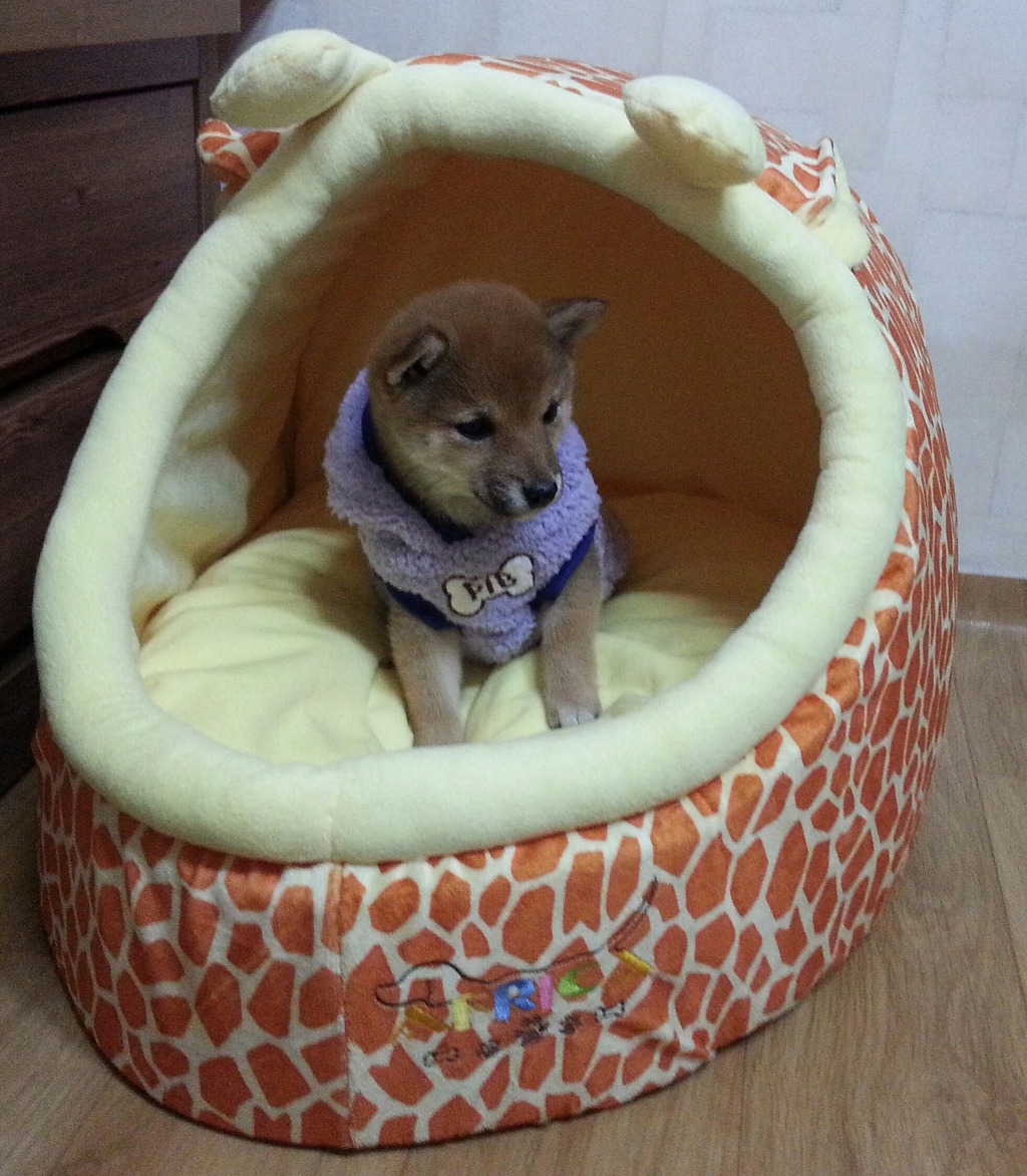 마메루 이미지