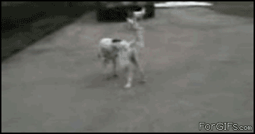 별짓을 다하는 개. GIF | 인스티즈