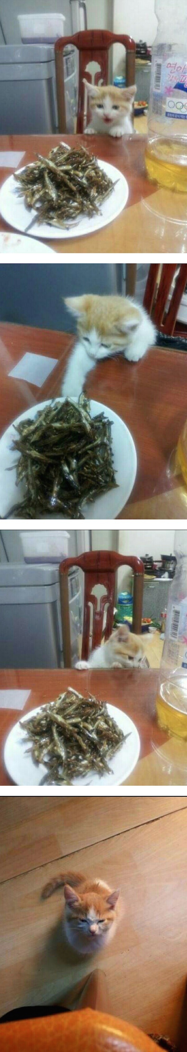 냥이의 분노 | 인스티즈