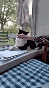 고양이가 싫어하는 행동.gif | 인스티즈